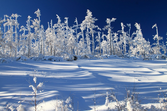 雪林