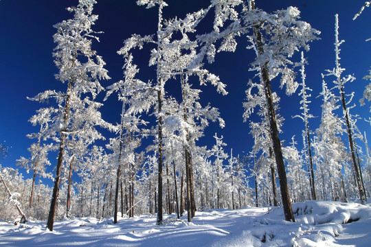 雪林