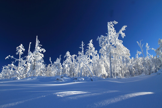 雪林