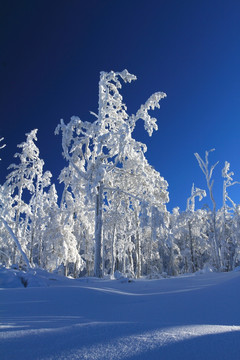 雪林