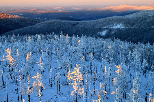 雪林