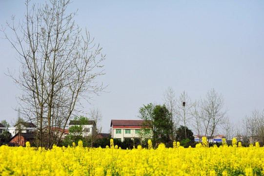 乡村油菜花风景