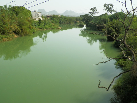 河畔 枯树