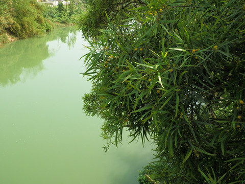 河畔 相思树