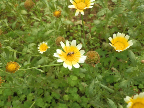 菜花