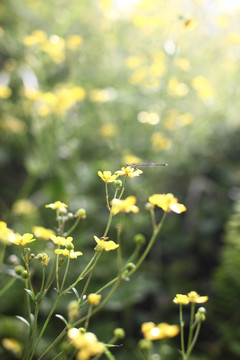 花草