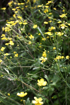 小黄花