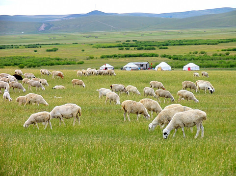 呼伦贝尔草原的羊群