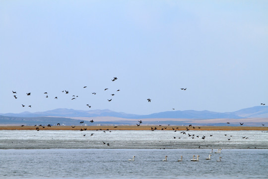 胡列也吐湿地