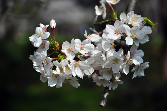 樱花