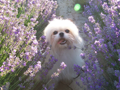露西在薰衣草花丛