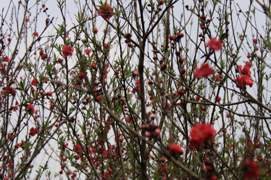红色鲜花