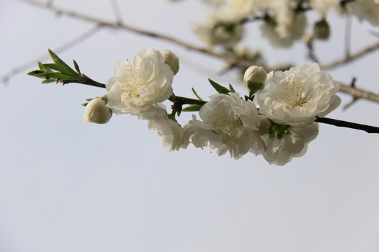 白花朵朵