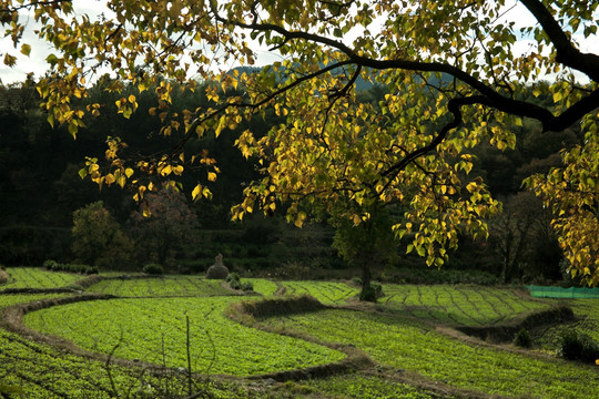 田野 田园景色