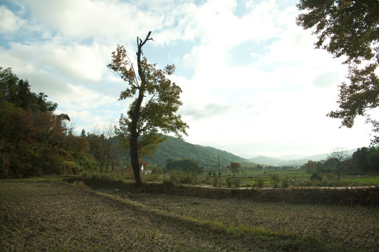 田野  一棵树