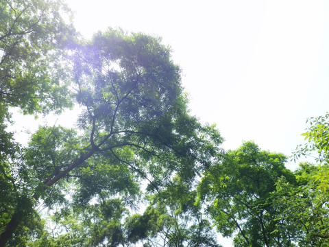绿树