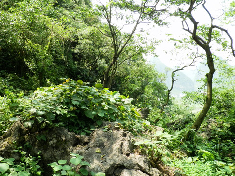 岩石 青山