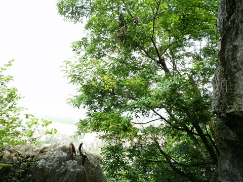 寺院风景