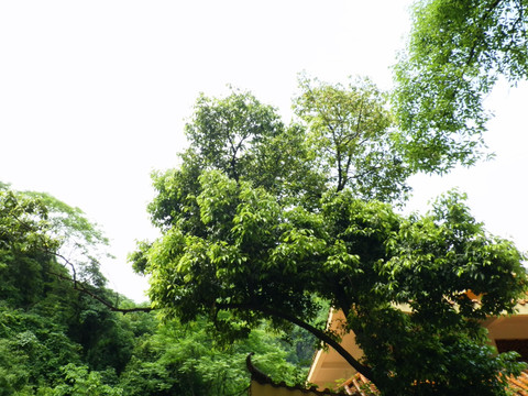 寺院风景