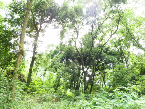 寺院风景