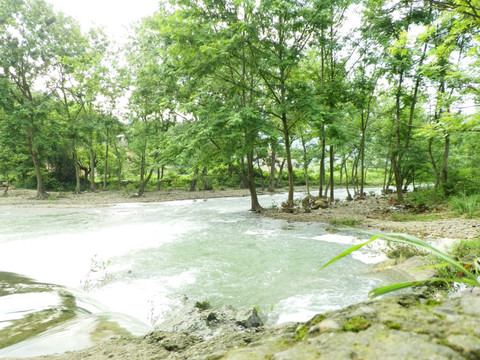 绿树 小河