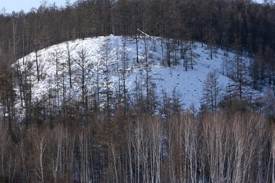 山坡白桦林