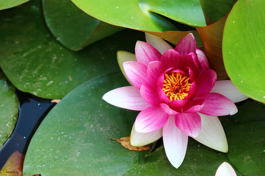 莲花