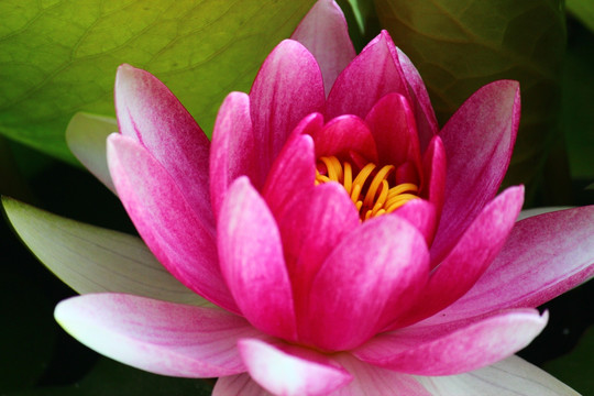 莲花