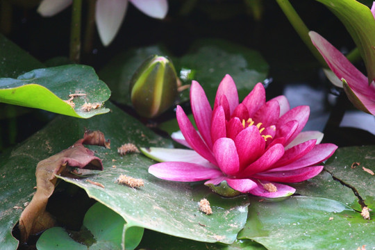 莲花
