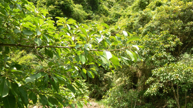 绿树