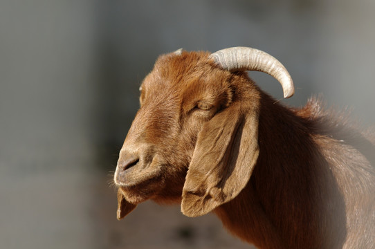 动物肖像 大耳羊