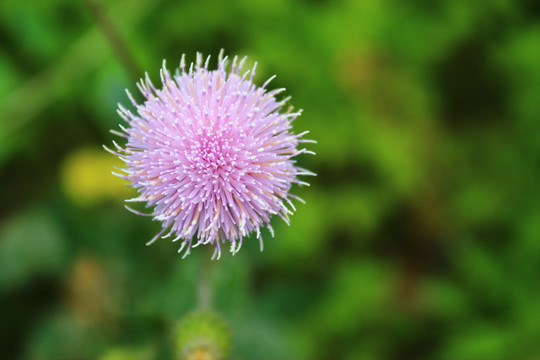 紫花藿香蓟