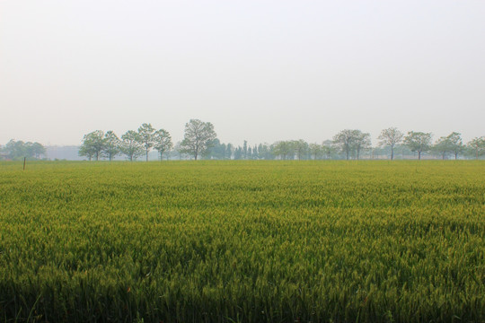 麦田