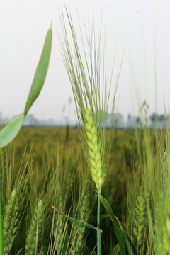 麦穗