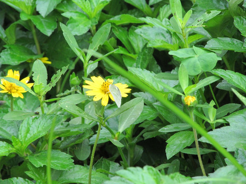 小黄花 野菊花