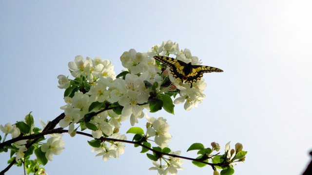 彩蝶恋果花