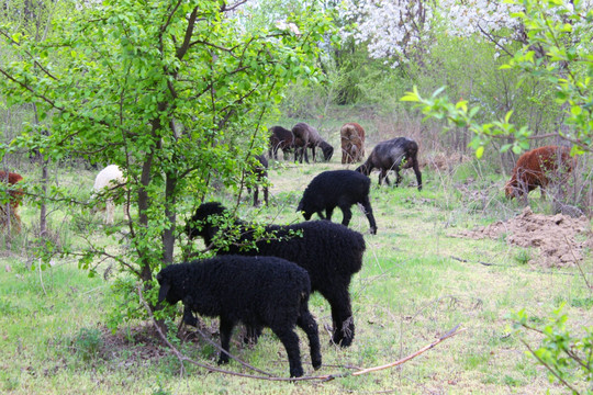 果园里的羊群