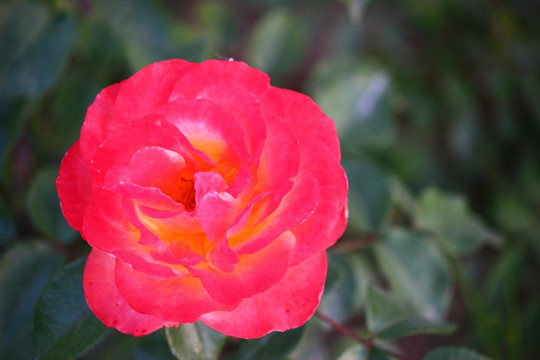 月季花