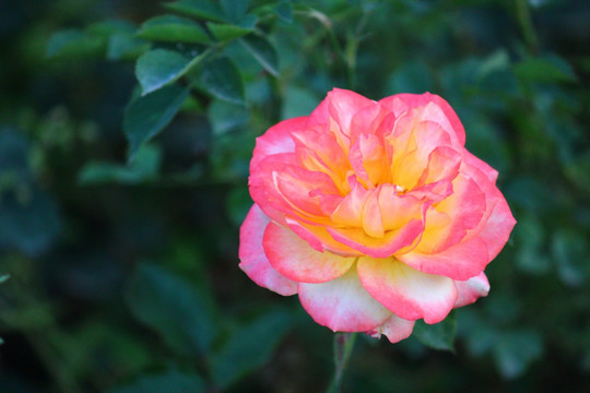 月季花