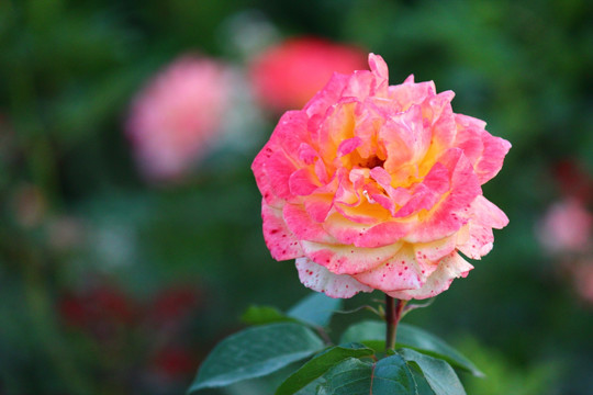 月季花