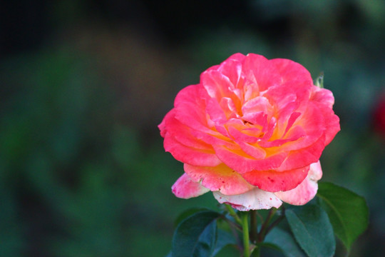 月季花