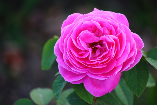 月季花