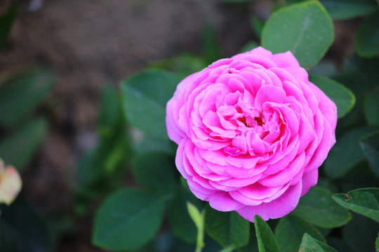 月季花