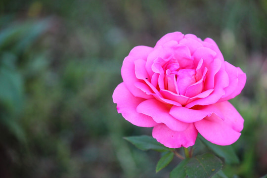 月季花