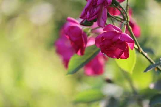 月季花