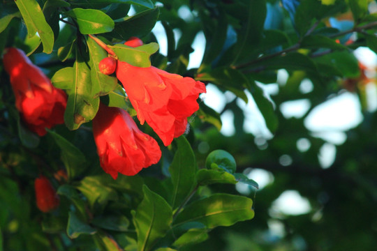 石榴花 石榴 果实