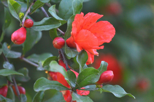 石榴花