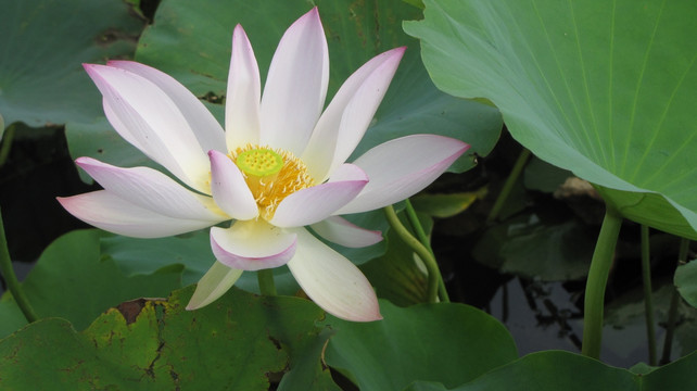 荷花
