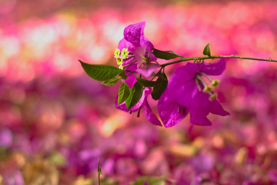 三角梅 花落满地