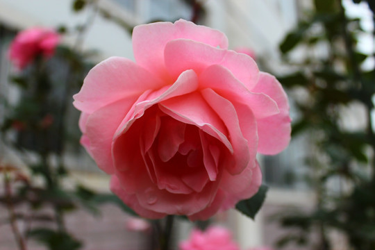 月季花